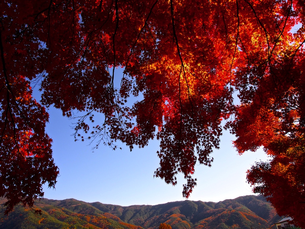 紅葉♤もみじ回廊