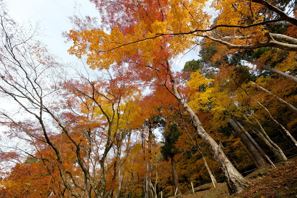 晩秋を楽しむ。