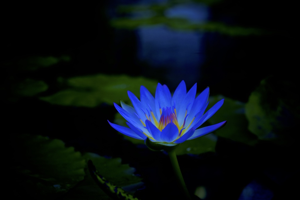 Blue Lotus