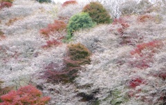秋の桜便り2