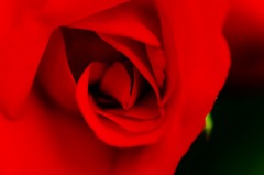 アカぬけたらメッチャ困るアカよりＡＫＡより紅い薔薇