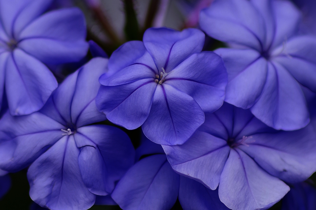 purple➤➤blue