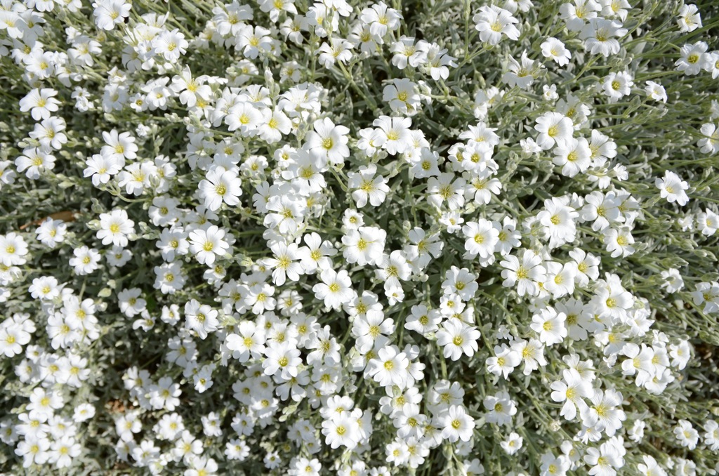 白花