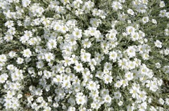白花