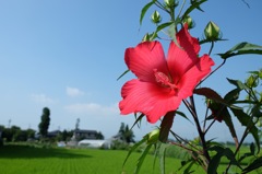 元気花