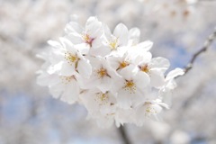 ソメイヨシノ