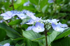 あじさい・・みたいな花