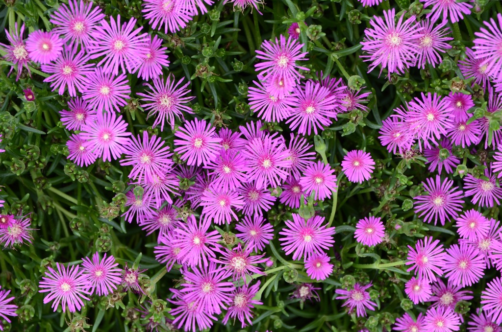 松葉菊