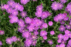 松葉菊