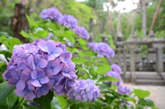 紫陽花