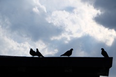 鳩