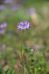 何花？