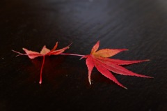 もみじ