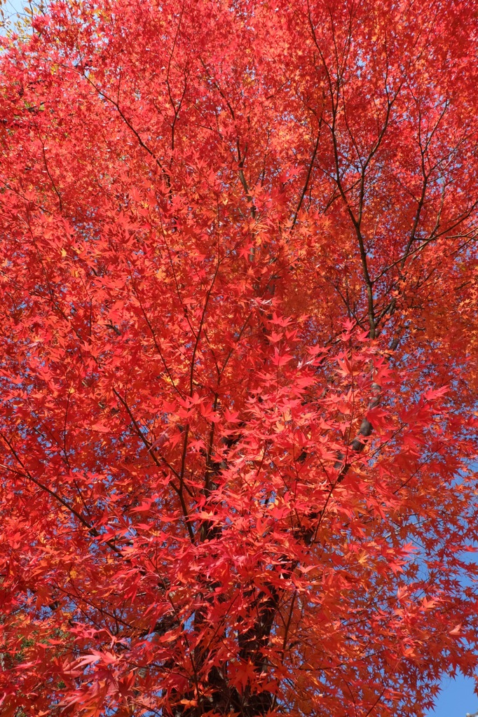 もみじ