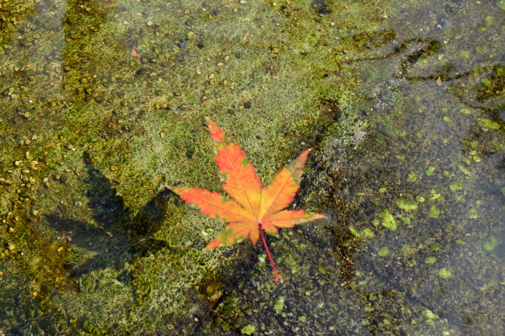 もみじ