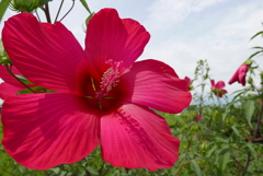 赤い大きな花