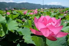 蓮の花