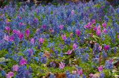 春の森