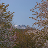 桜と残雪の山