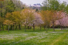 残雪の山と桜の公園