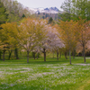 残雪の山と桜の公園