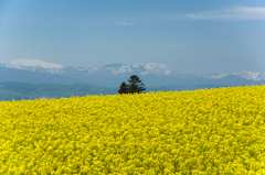 菜の花畑と残雪の山