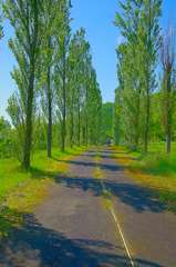 ポプラ並木の遊歩道