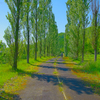 ポプラ並木の遊歩道