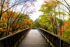 平岡公園の紅葉