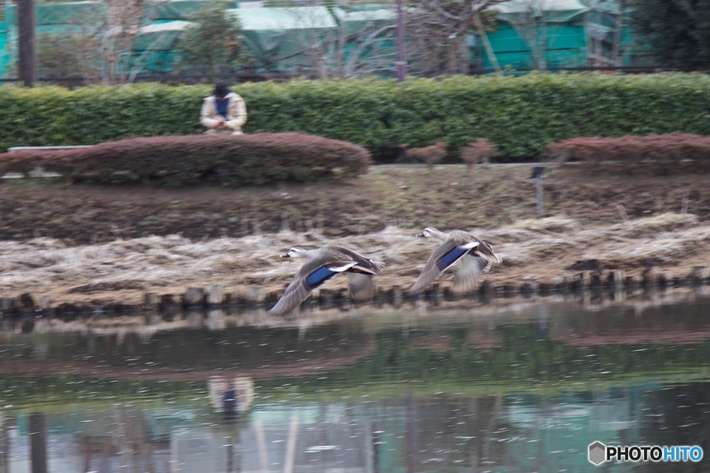 飛ぶカモ