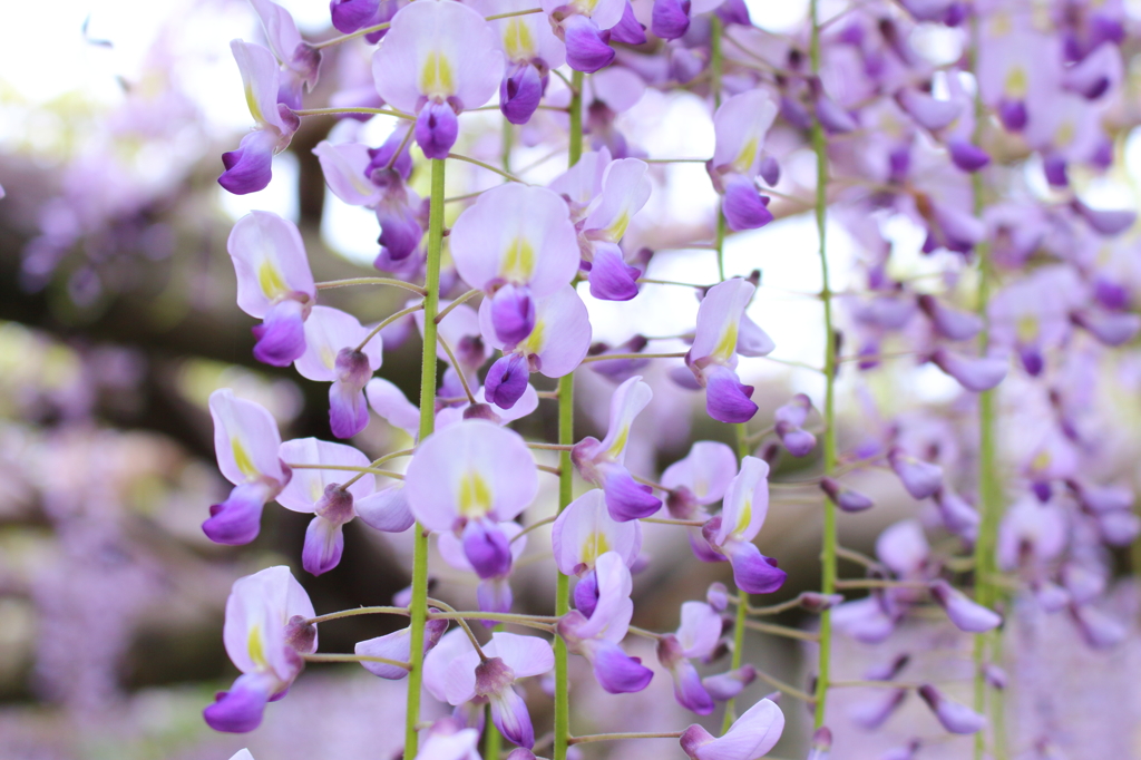 藤の花(県立秦野戸川公園)