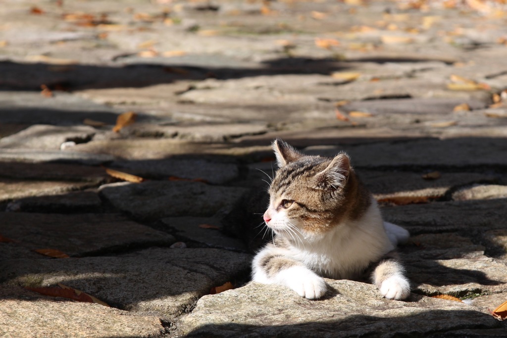 ねこの見たもの