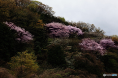 桜山