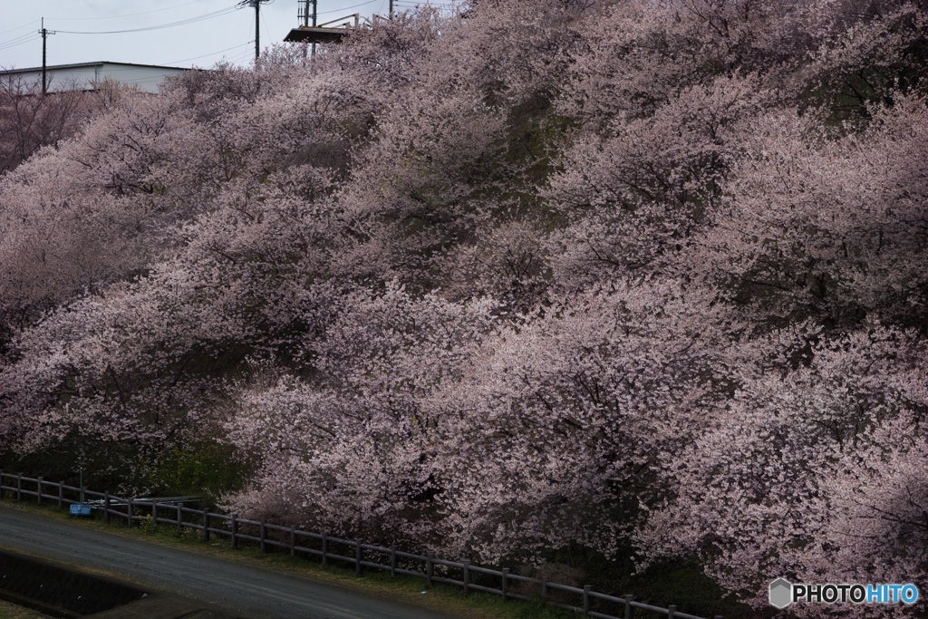 桜の斜面
