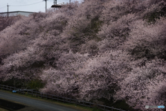 桜の斜面