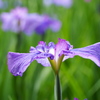 菖蒲４