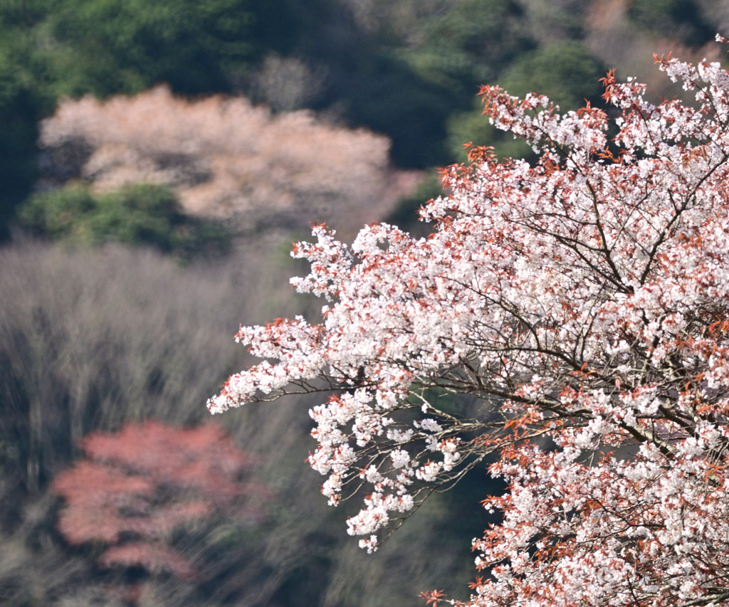 山 桜　No2