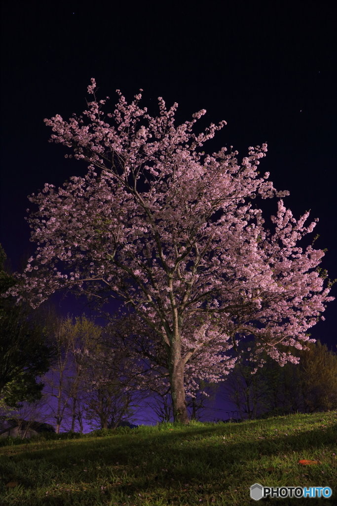 大谷公園の桜　その2