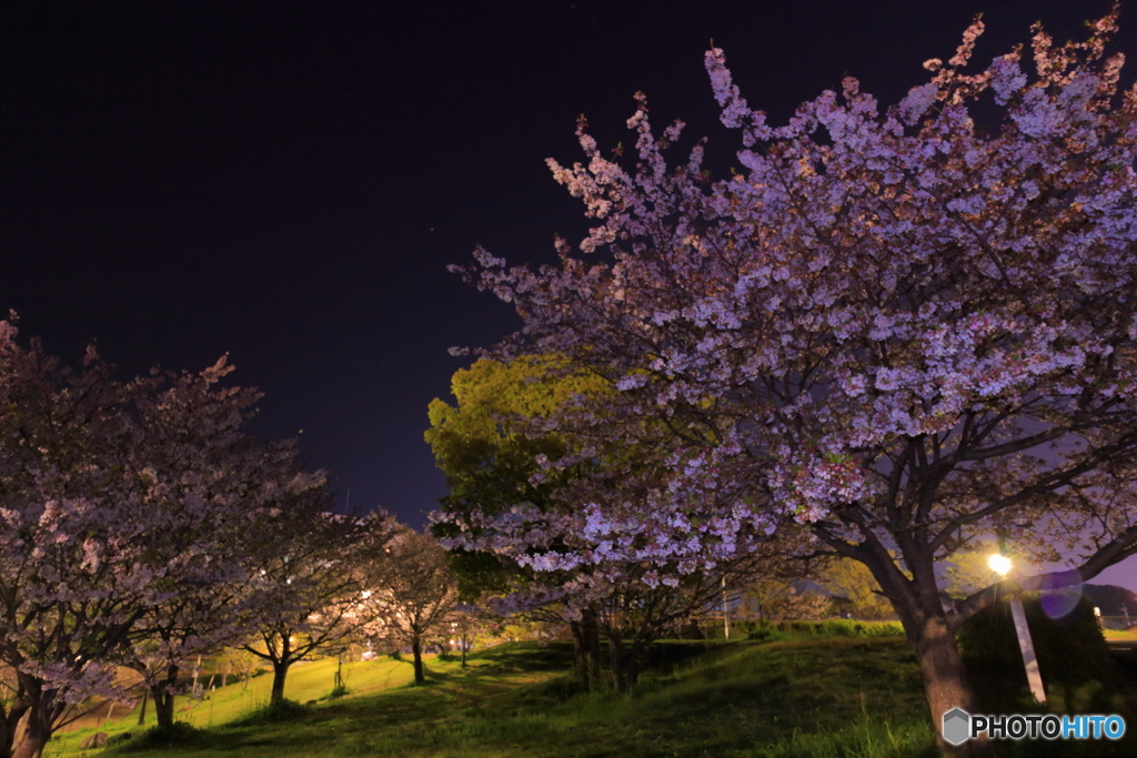 大谷公園の桜　その１