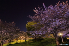 大谷公園の桜　その１