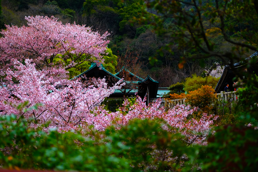 せっかくの春