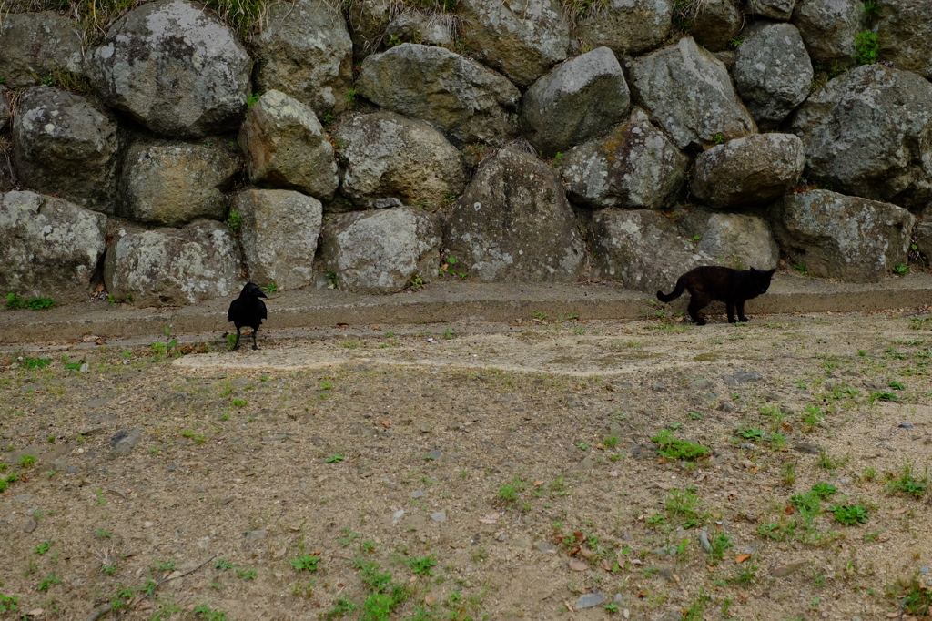 鴉と猫