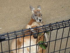 油断しすぎのカンガルー