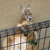 油断しすぎのカンガルー