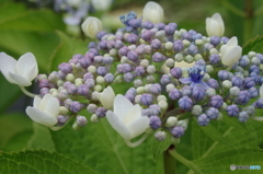 額紫陽花
