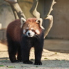八木山動物公園のレッサーパンダ