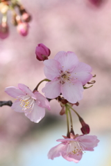 河津桜1