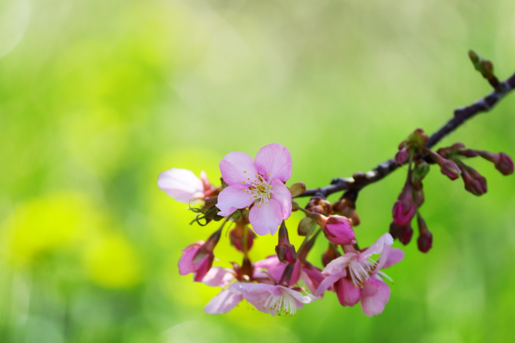 河津桜４