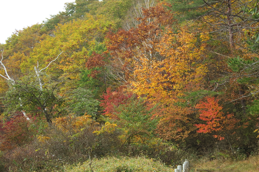 古峰ヶ原の紅葉3