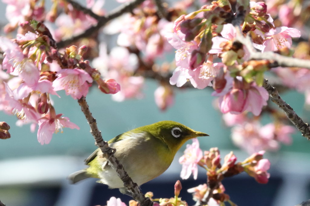 河津桜5